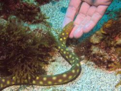 Sharptail eel at Desecheo Island, PR. by John Thompson 